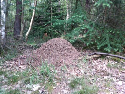Mierenhoop in Nationaal Park Sallandse Heuvelrug (2)
