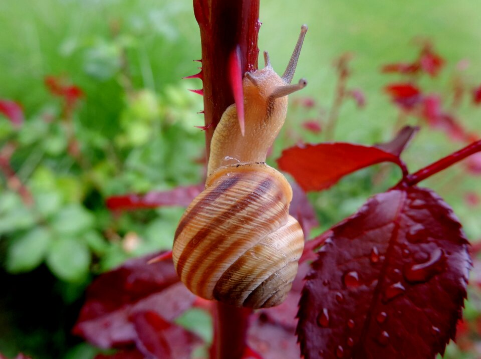 Slow molluscs nature