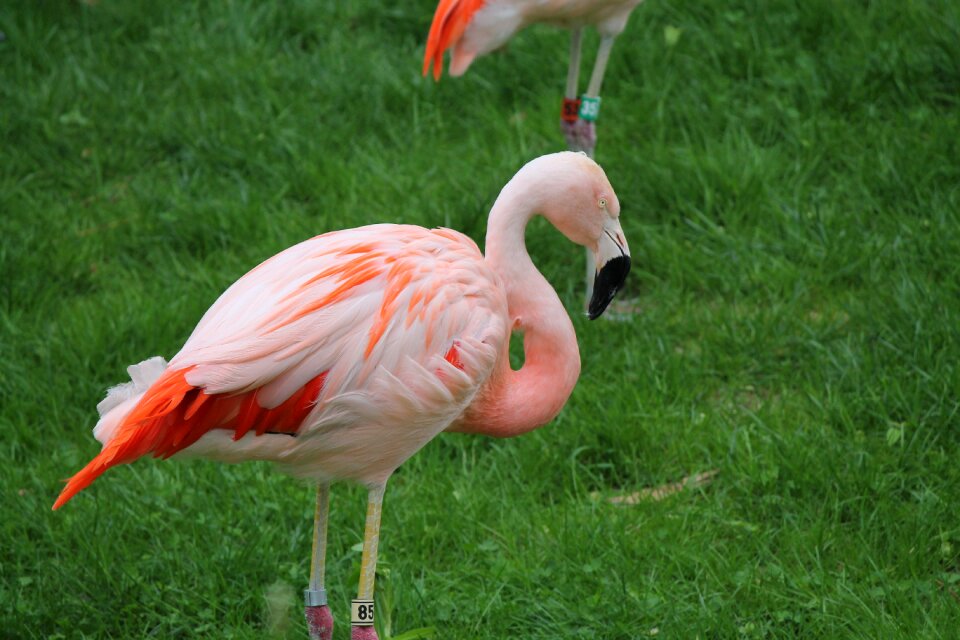 Flamingo wildlife bird