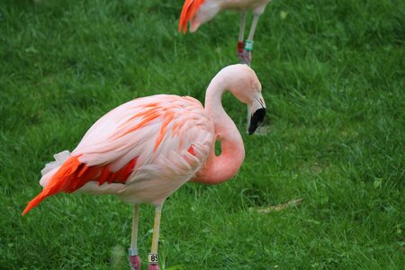 Flamingo wildlife bird photo