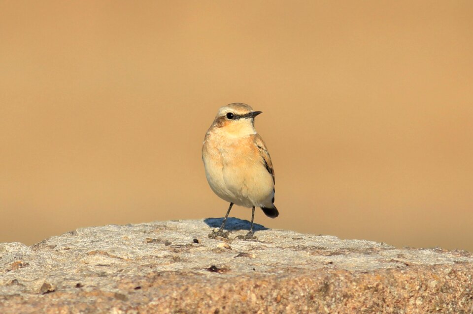Wheatear cute scott