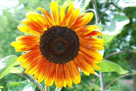 Bloom flower nature