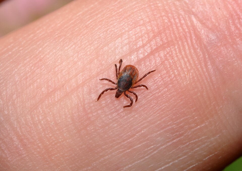 Lice parasites vampire