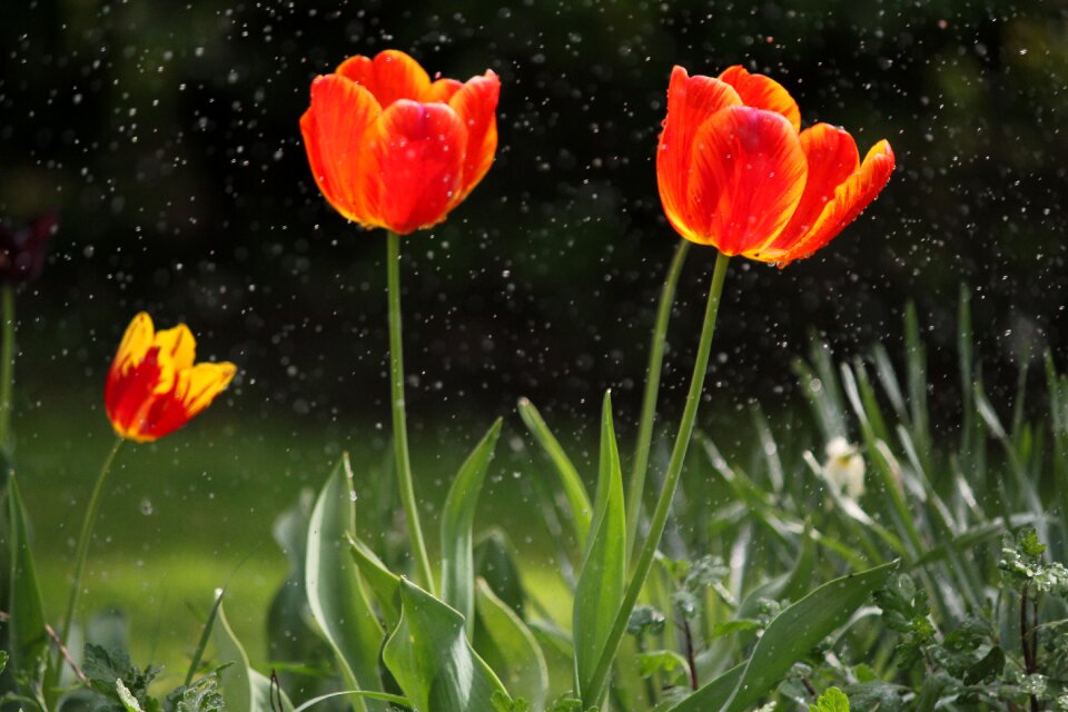 Flowers tulip spring