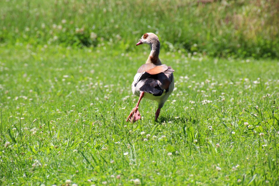 Duck meadow water bird
