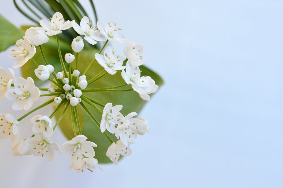 White white flowers leek flower