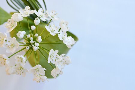 White white flowers leek flower