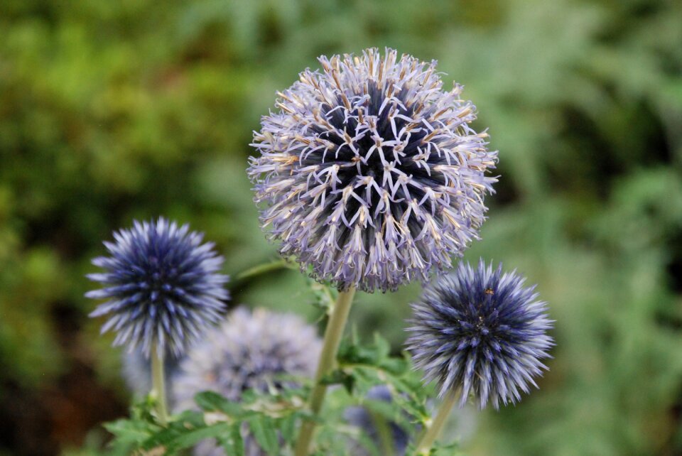 Thistle flower plant prickly photo