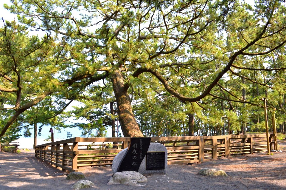 Miho-no-Matsubara Hagoromo-no-matsu