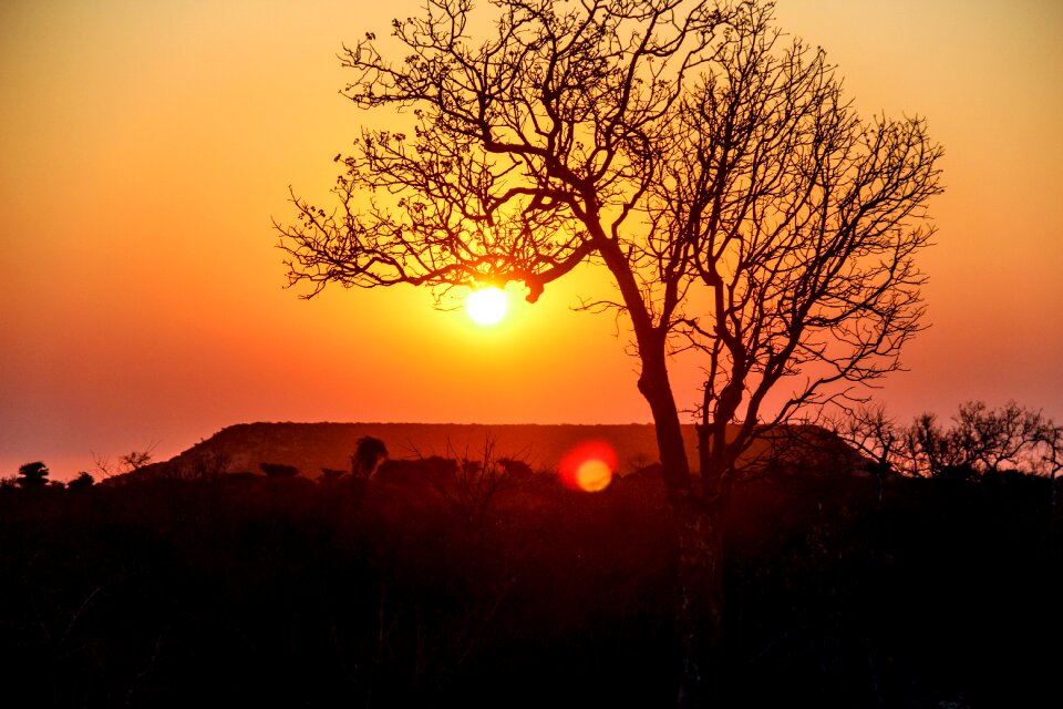 Trees tourism sun