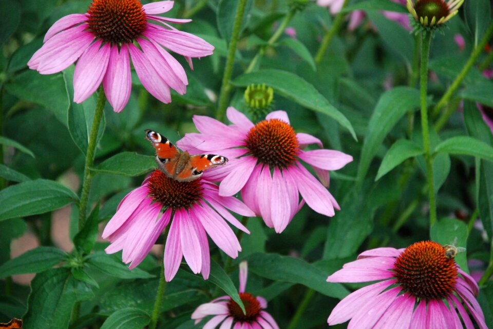 Close up nature summer