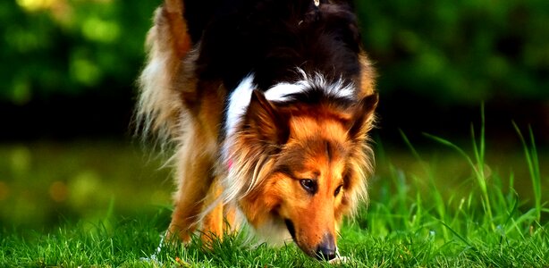 Pet animal portrait dear