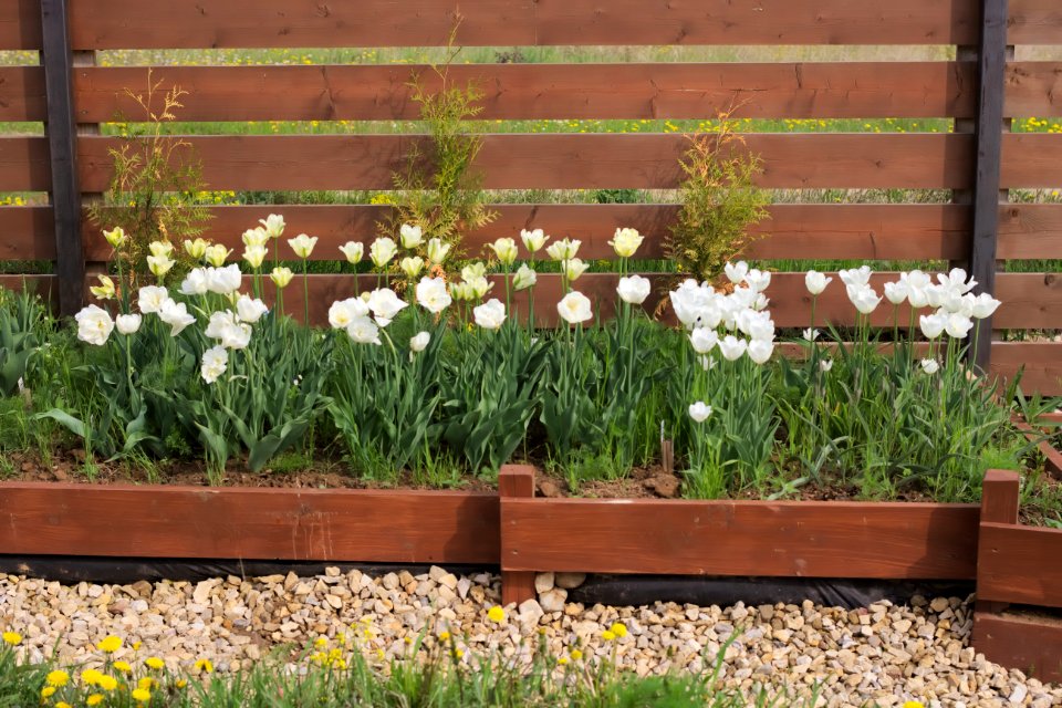 Midseason white tulips 24 May 2015