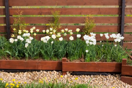 Midseason white tulips 24 May 2015