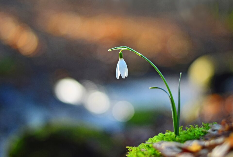 Snowdrop spring nature