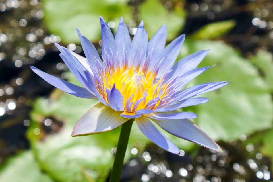 Flower water plant