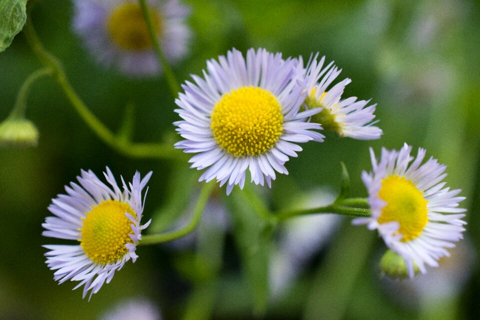 Nature plant close up