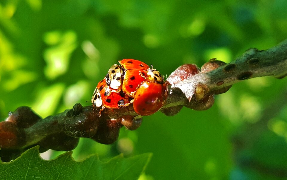 Harlequin beetle bug