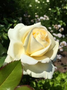 Garden rose nature garden