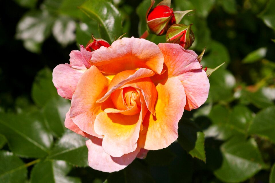 Rose garden blossom bloom