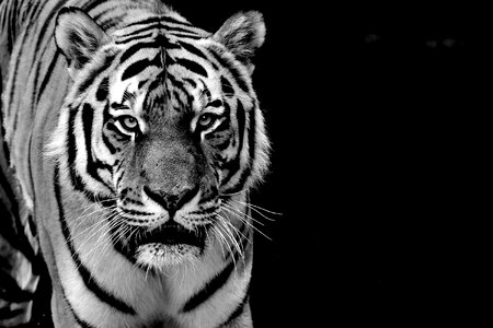 Black and white beautiful dangerous
