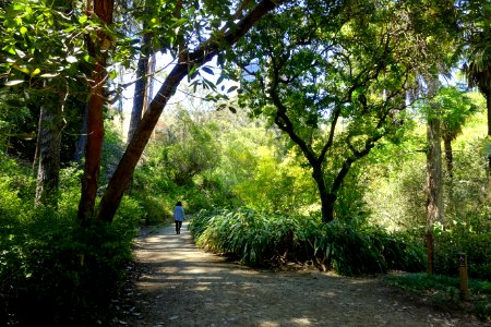 Mildred E. Mathias Botanical Garden - University of California, Los Angeles - DSC02787