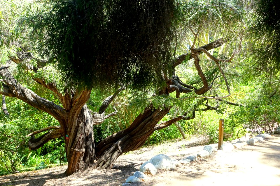 Mildred E. Mathias Botanical Garden - University of California, Los Angeles - DSC02693