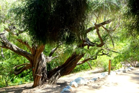 Mildred E. Mathias Botanical Garden - University of California, Los Angeles - DSC02693