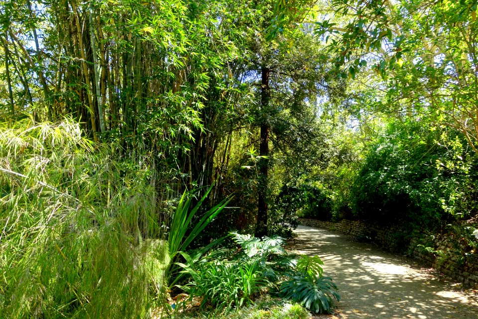 Mildred E. Mathias Botanical Garden - University of California, Los Angeles - DSC03005