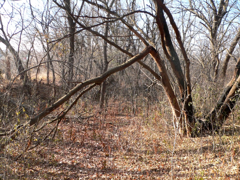 Military Road wagon track (Omaha) (1)