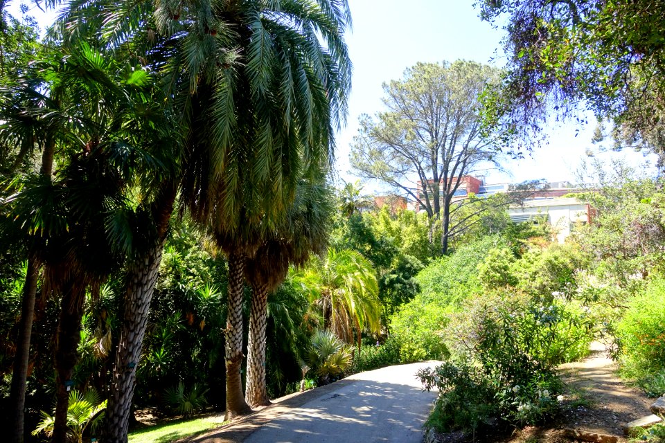 Mildred E. Mathias Botanical Garden - University of California, Los Angeles - DSC02961