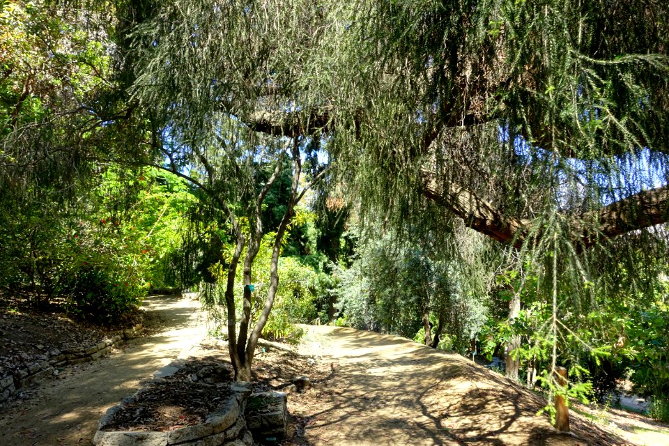 Mildred E. Mathias Botanical Garden - University of California, Los Angeles - DSC02729