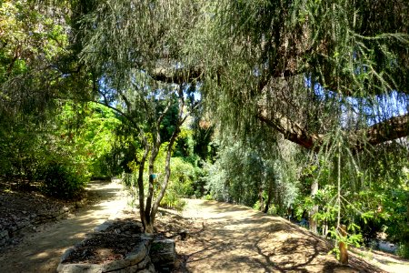 Mildred E. Mathias Botanical Garden - University of California, Los Angeles - DSC02729