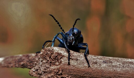 Beetle insect bug