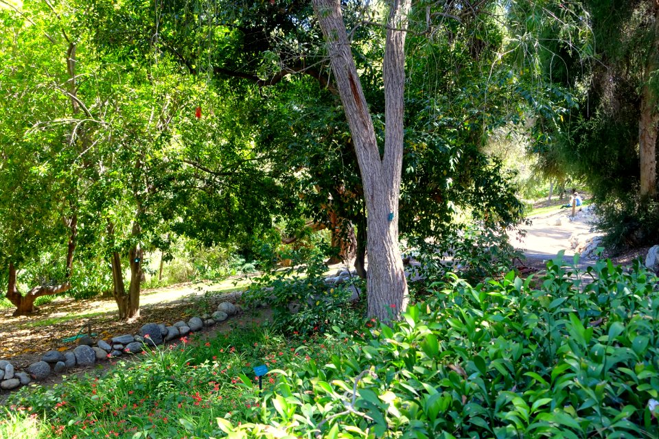 Mildred E. Mathias Botanical Garden - University of California, Los Angeles - DSC02685