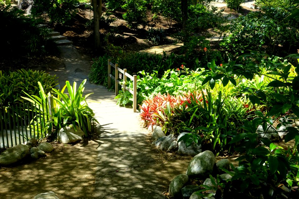 Mildred E. Mathias Botanical Garden - University of California, Los Angeles - DSC02987