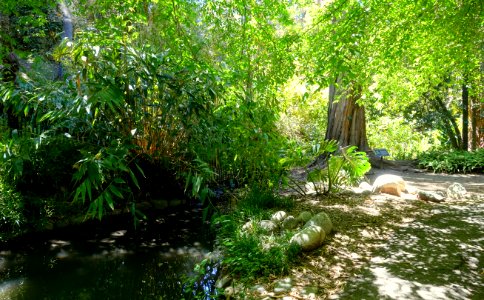 Mildred E. Mathias Botanical Garden - University of California, Los Angeles - DSC02799
