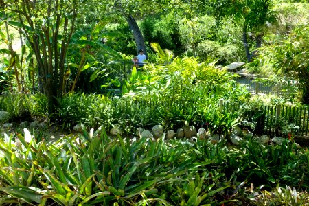 Mildred E. Mathias Botanical Garden - University of California, Los Angeles - DSC02985