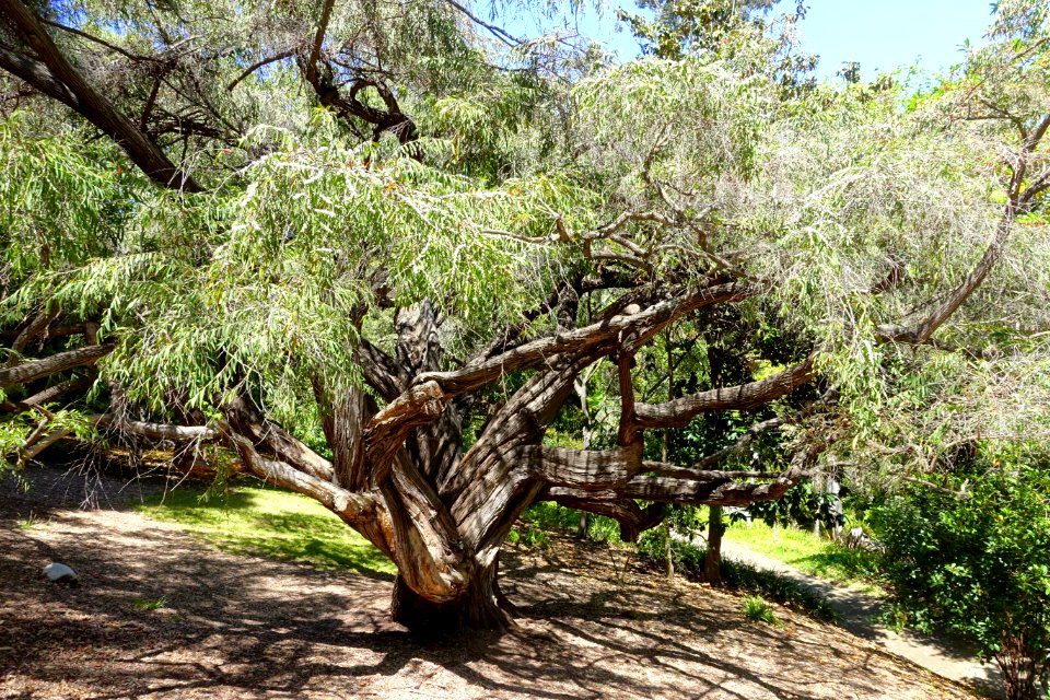 Mildred E. Mathias Botanical Garden - University of California, Los Angeles - DSC02695