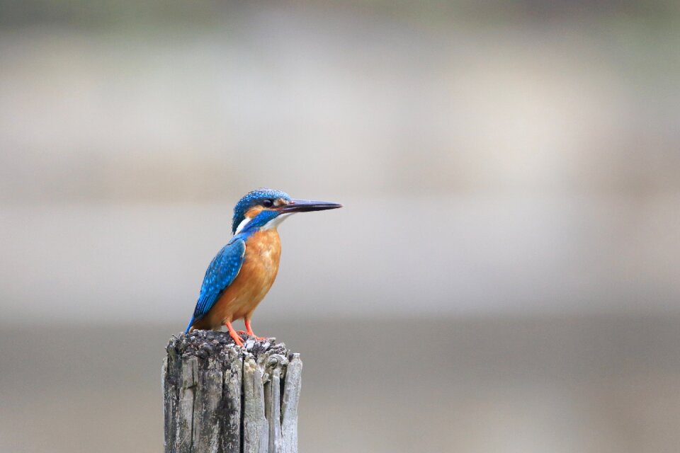 Bird birdwatching blur