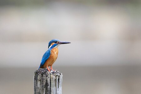 Bird birdwatching blur