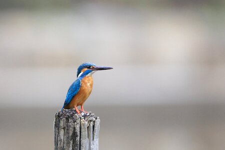 Bird birdwatching blur photo