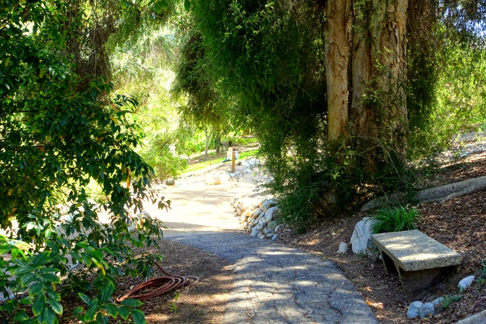 Mildred E. Mathias Botanical Garden - University of California, Los Angeles - DSC02691