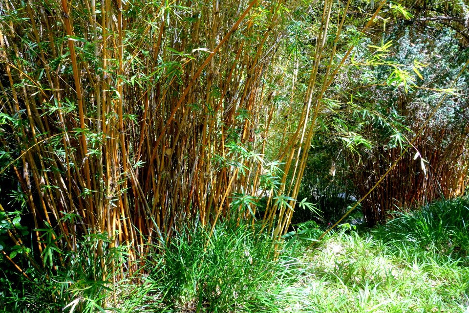 Mildred E. Mathias Botanical Garden - University of California, Los Angeles - DSC03007