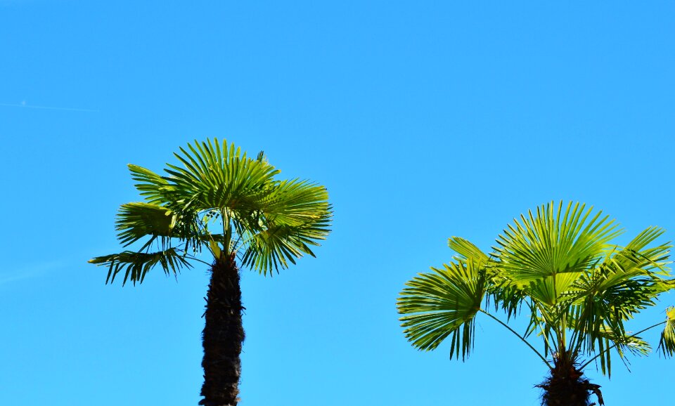 Palm tree sky summer