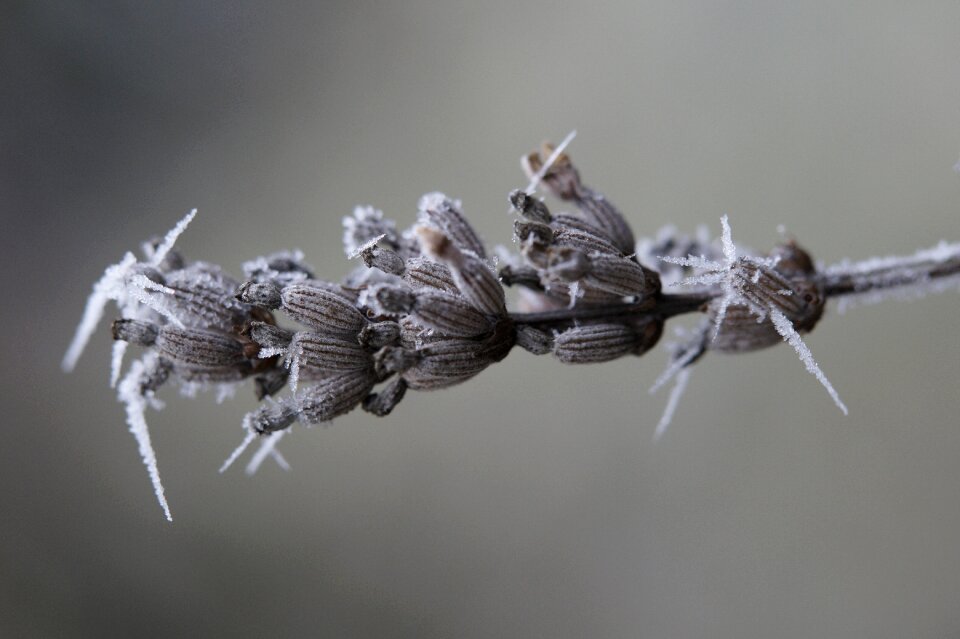 Frozen winter cold