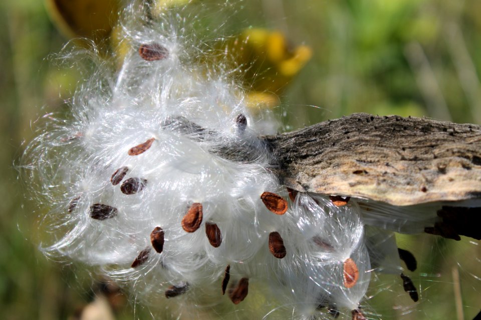 Milkweed pod bursting open