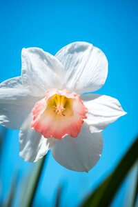 Close up plant daffodil photo