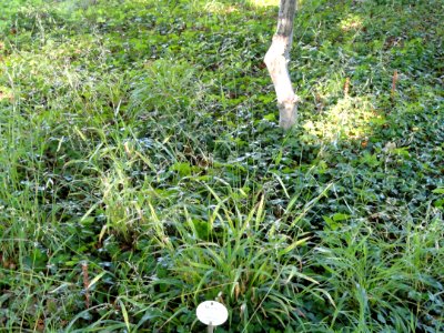 Milium effusum - Botanical Garden, University of Frankfurt - DSC02418