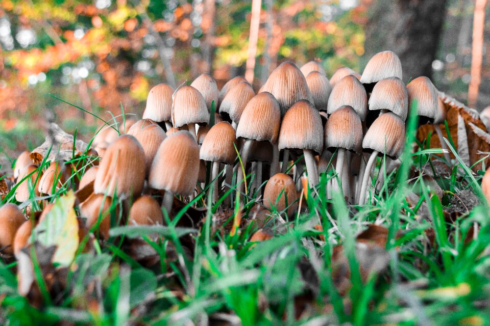 Forest floor forest autumn